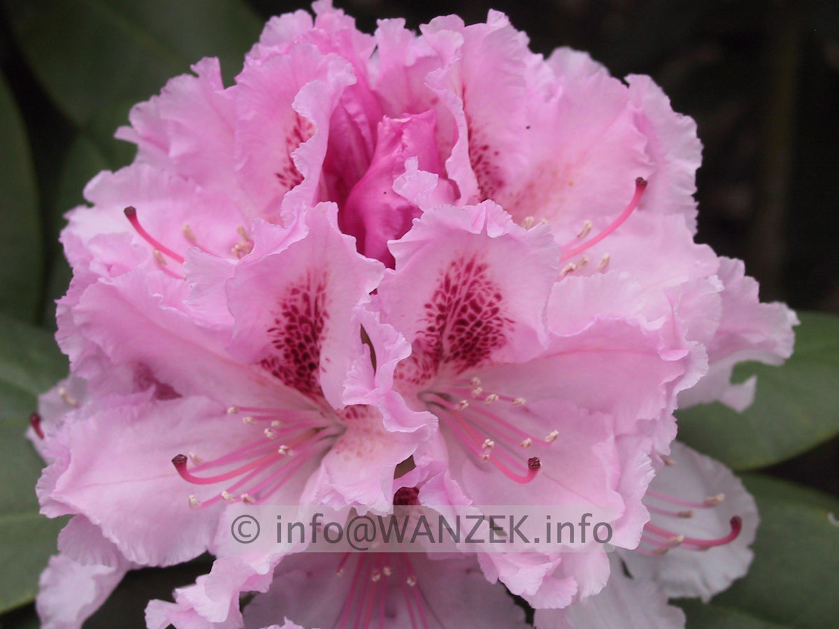 Rhododendron Progres 02.JPG